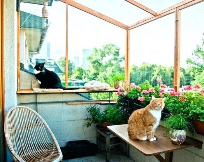 Балкон для кошек на окно